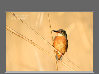 Longufresu fotografia naturalistica e ambiente by Giovanni Paulis