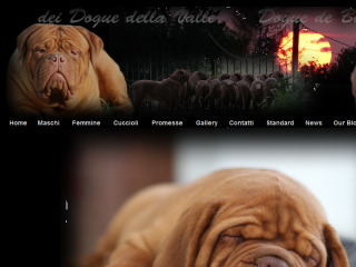 Dogue de bordeaux  ´´dogue della valle´´